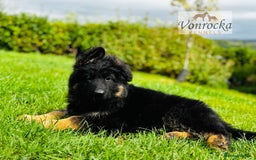 German Shepherd dogs for sale: ⭐️ big bone GSD puppies⭐️ - Image 2