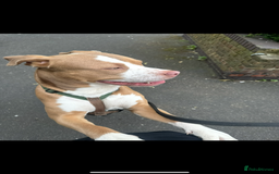 Mixed Breed dogs for sale: Simba  - Image 6