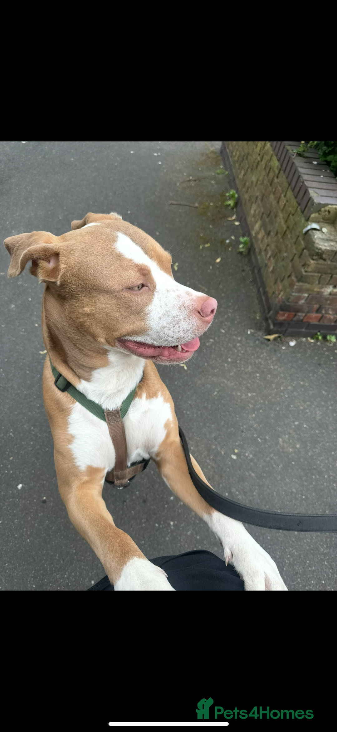 Mixed Breed dogs for sale: Simba  - Image 6