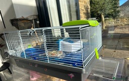 Hamster rodents for sale: Beautiful chocolate and white hamster with Cage!  - Image 3