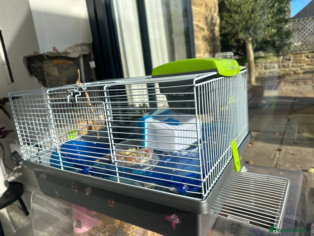 Hamster rodents for sale: Beautiful chocolate and white hamster with Cage!  - Image 3