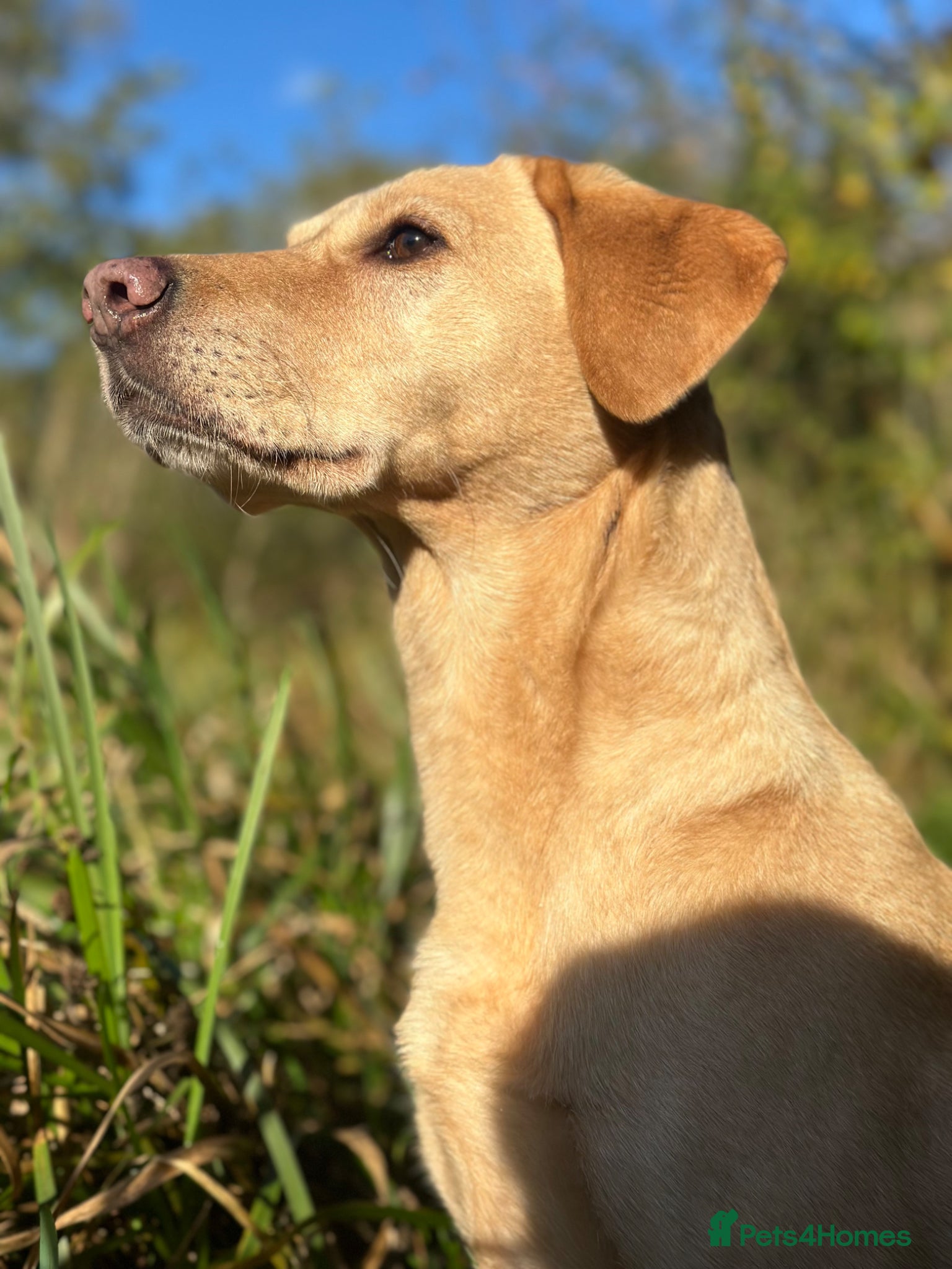 Labrador Retriever dogs OFTW Sire & FTW Dam KC reg Working Labradors  - Advert 2