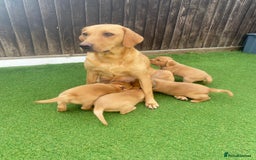 Labrador Retriever dogs for sale: Labrador Retriever Fox Red KC Registered  - Image 14