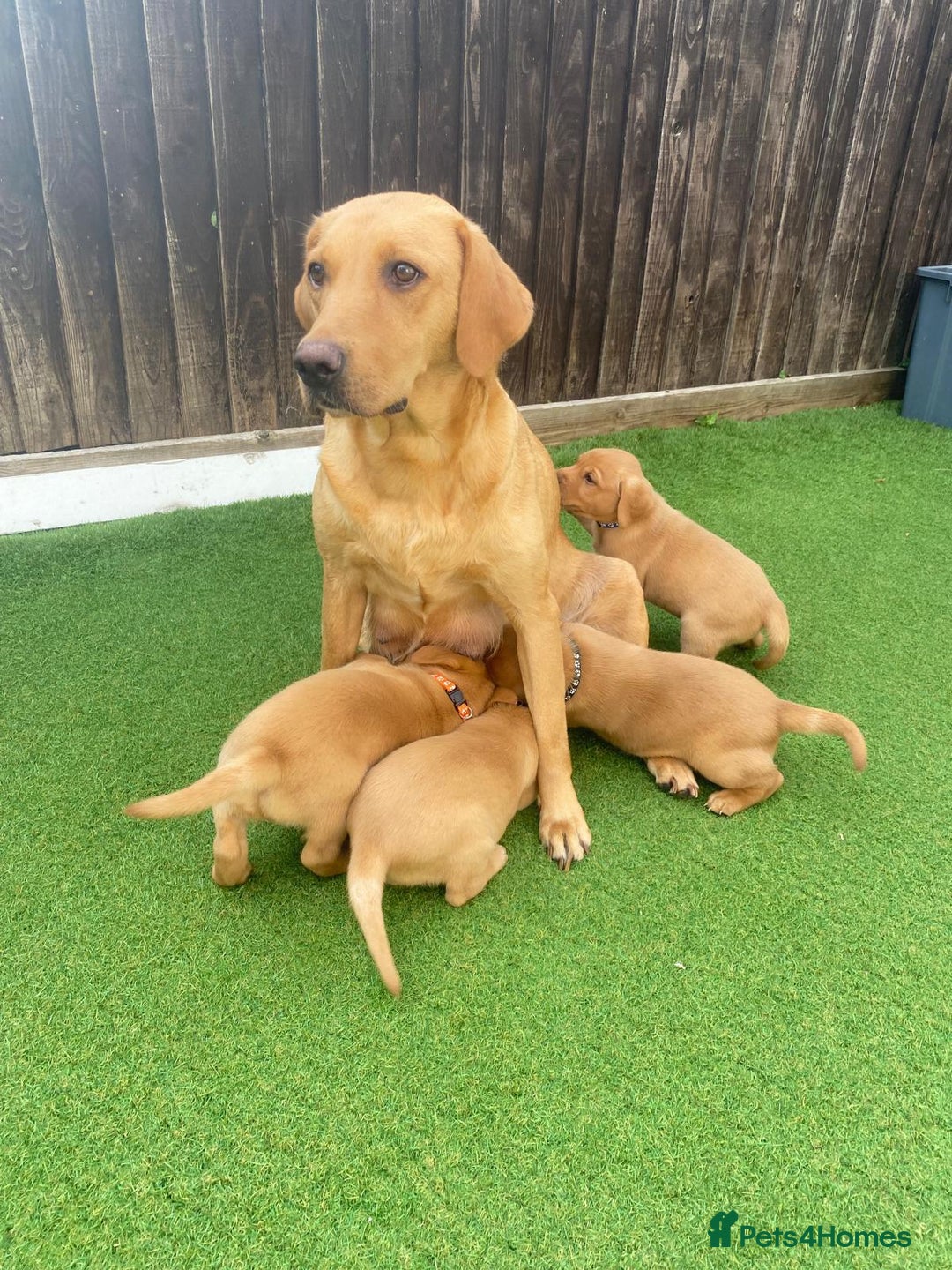Labrador Retriever dogs for sale: Labrador Retriever Fox Red KC Registered  - Image 14