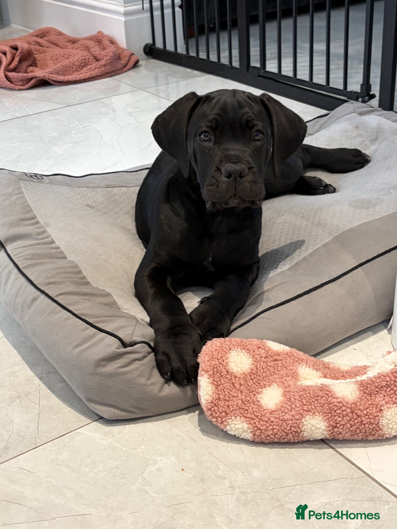 Cane Corso dogs Last stunning girl Ready to Collect Champion Lines - Advert 2