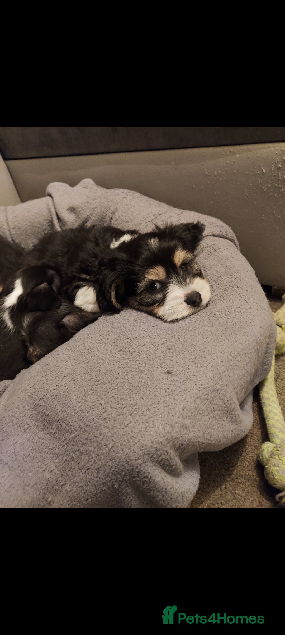 Mixed Breed dogs for sale: Very beautiful and sweet bolognese with dachshund  - Advert 1