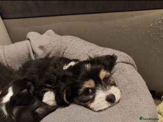 Mixed Breed dogs Very beautiful and sweet bolognese with dachshund - Advert 1