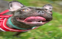 French Bulldog dogs for sale: 2 year old frenchie girl  - Image 4