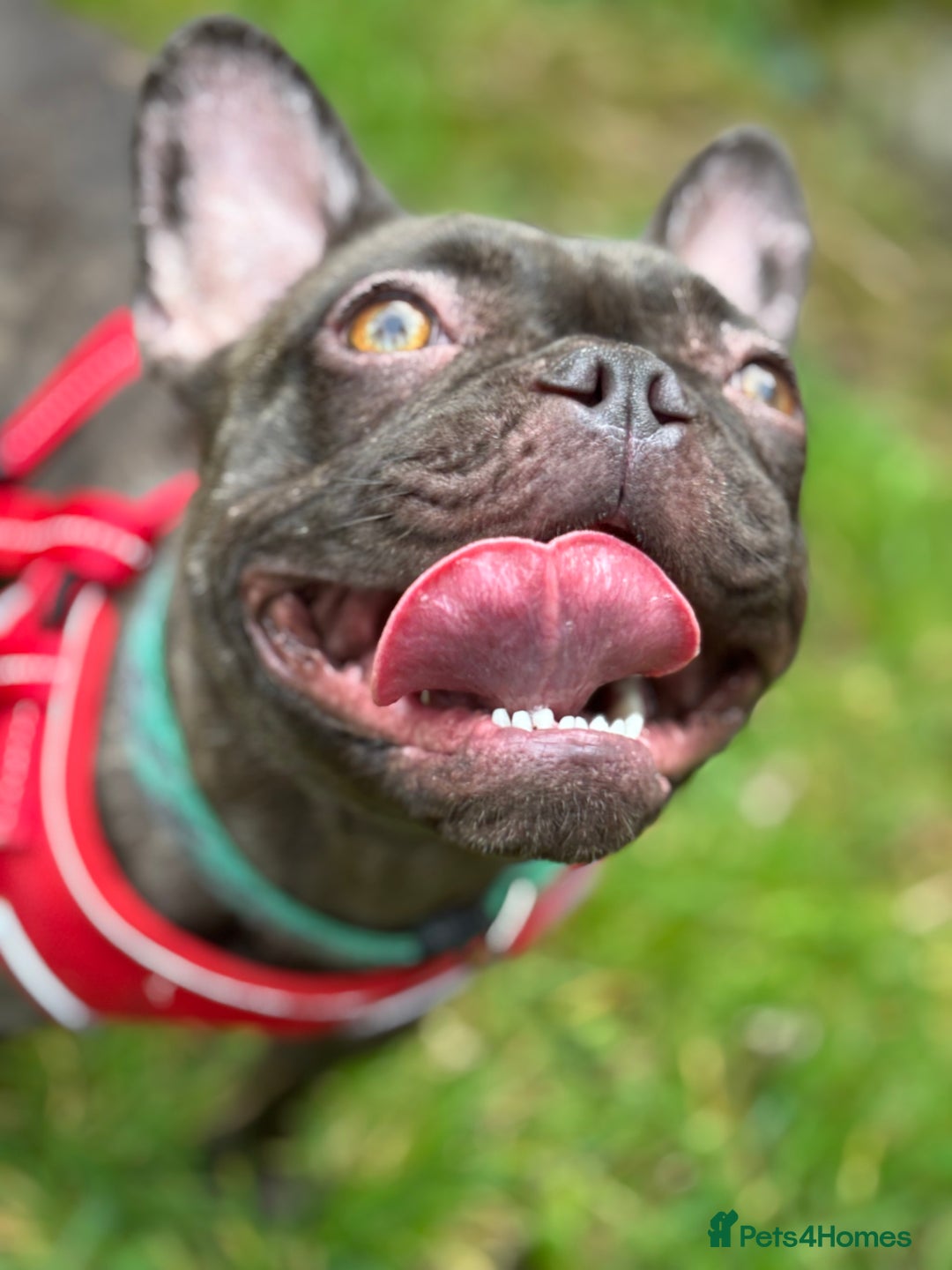 French Bulldog dogs for sale: 2 year old frenchie girl  - Image 4