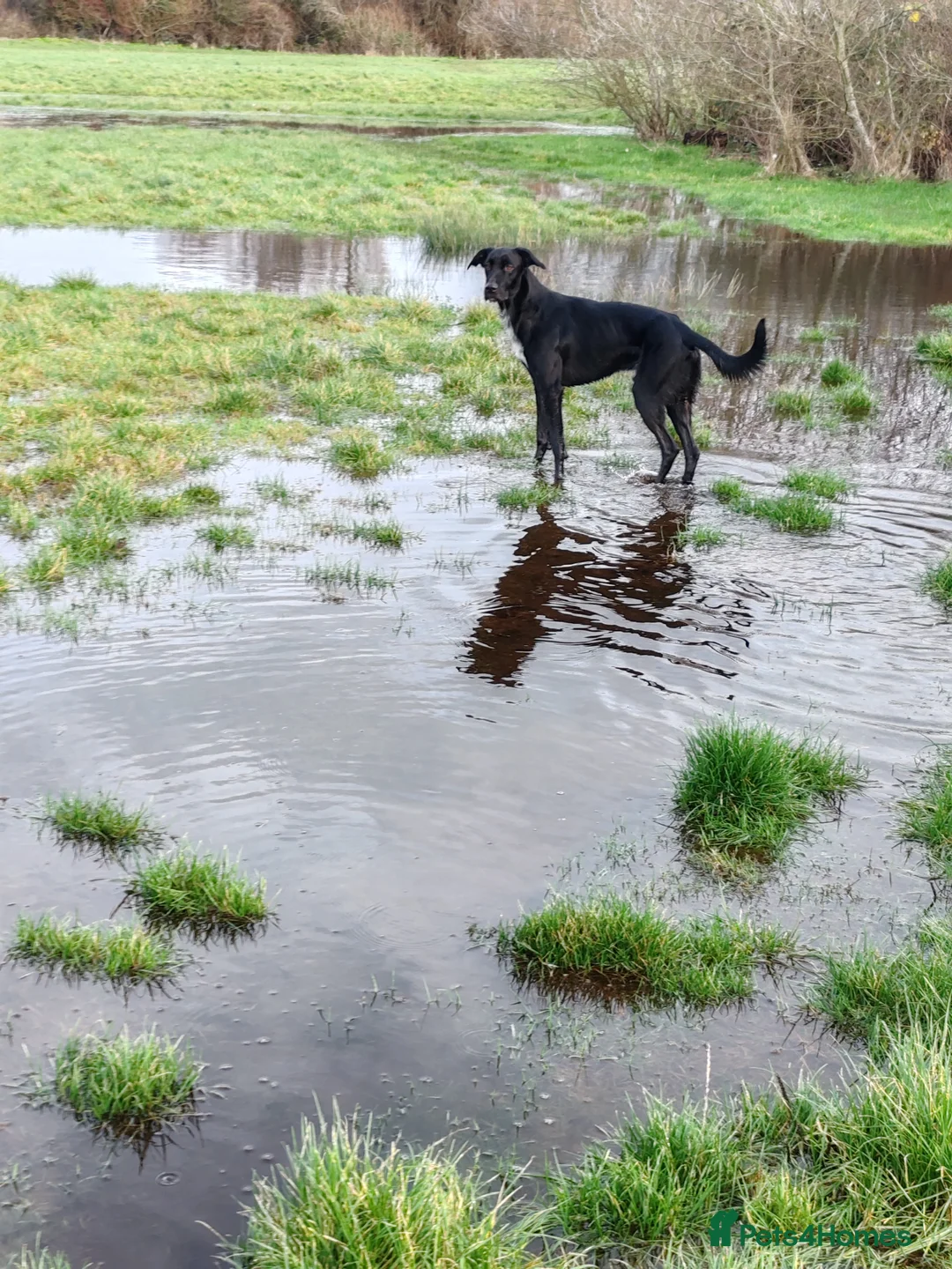 Mixed Breed dogs for sale: Percy - Advert 3