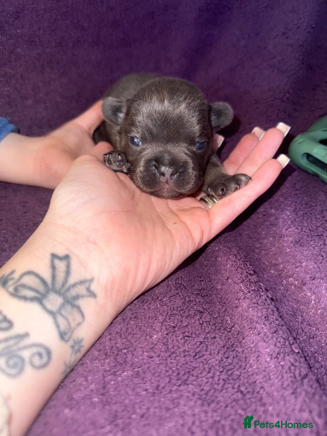 French Bulldog dogs for sale: Puppy frenchies for sale!! - Advert 26