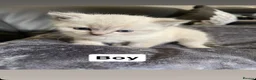 British Shorthair cats for sale: Stunning chunky British shorthair kittens  - Advert 14