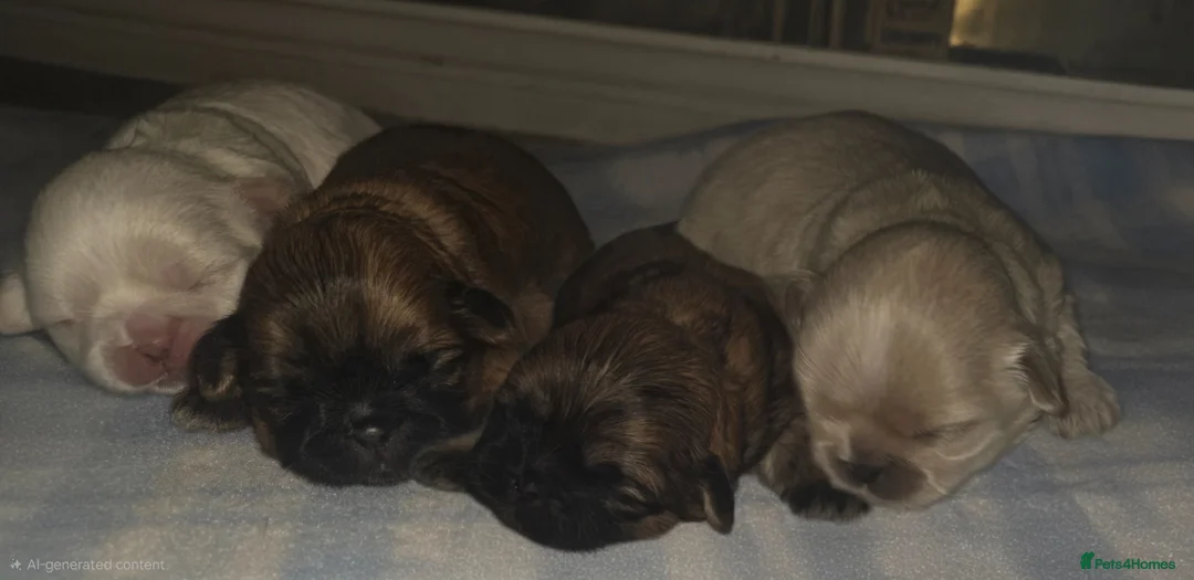 Shih Tzu dogs for sale: 2 female imperial shih tzu  - Advert 1
