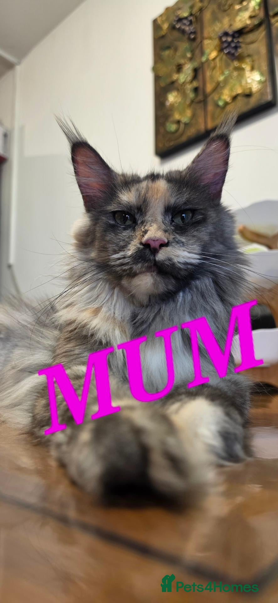 Maine Coon cats Gorgeous pedigree kittens  - Advert 1