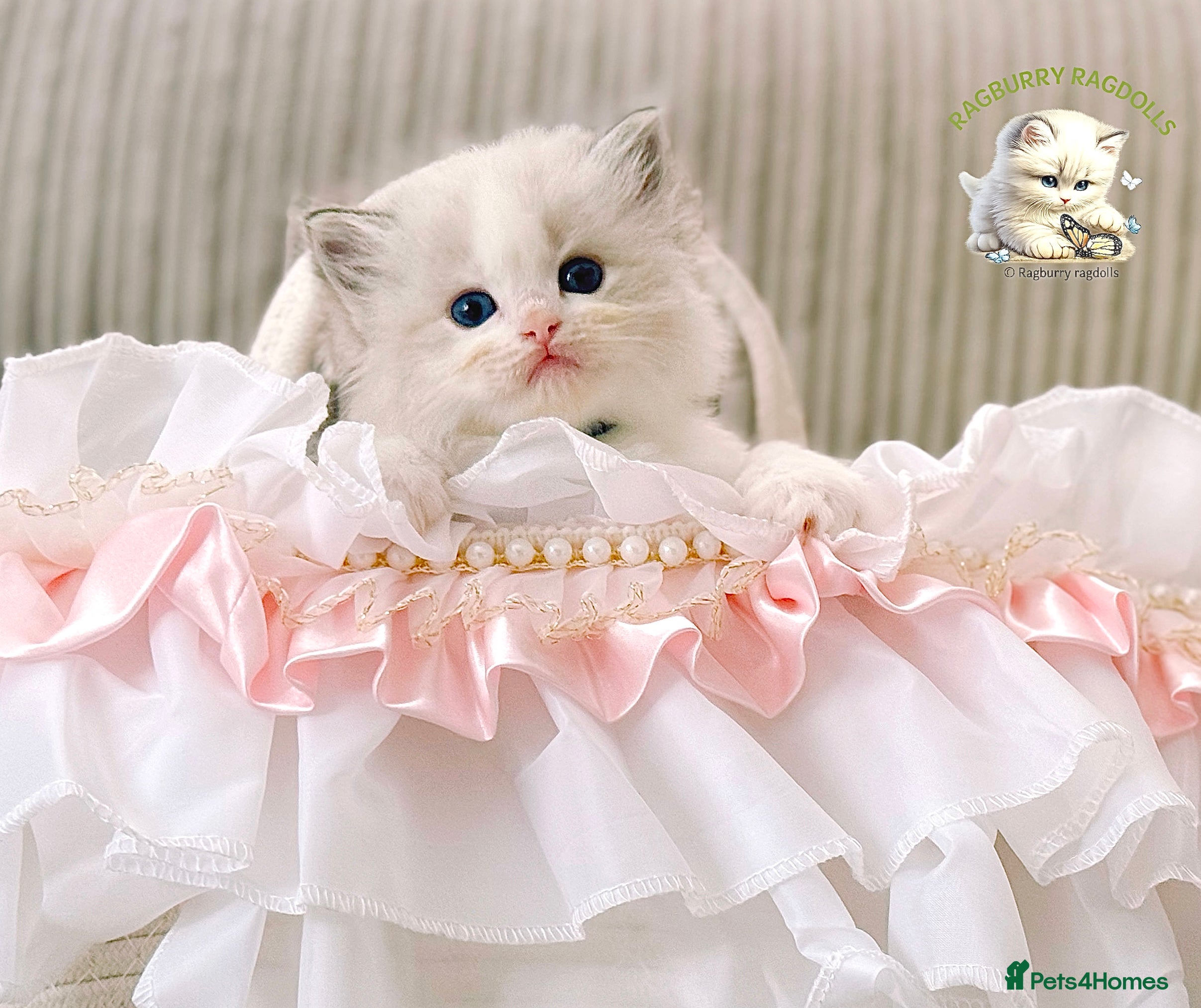 Ragdoll cats PET only boys  - Advert 2