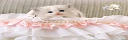 Ragdoll cats for sale: PET only boys  - Advert 2