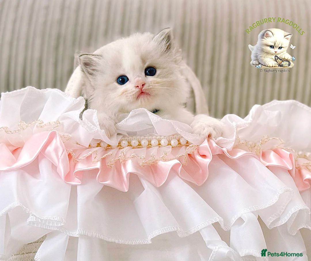 Ragdoll cats for sale: PET only boys  - Advert 2
