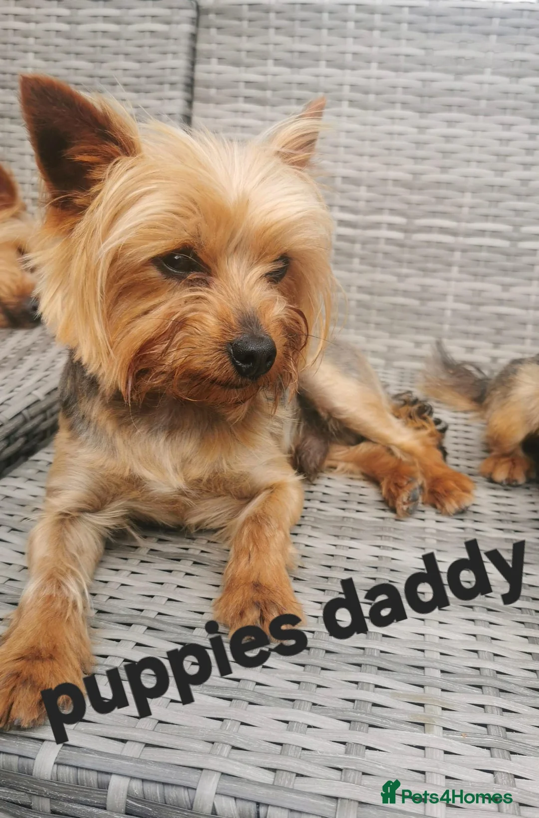 Yorkshire Terrier dogs for sale:  😍 Yorkshire Terrier Puppies 😍  - Advert 8