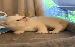 Persian cats for sale: Exotic persians  - Image 18