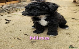 Mixed Breed dogs for sale: Fox Terrier × Australian Labradoodle Pups Sale - Image 17