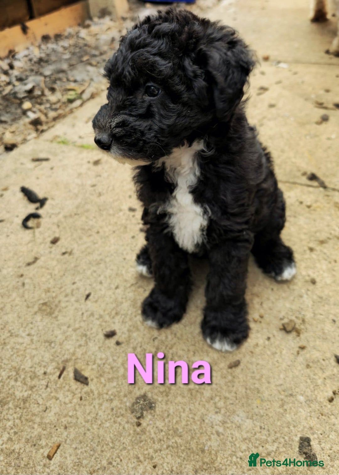Mixed Breed dogs for sale: Fox Terrier × Australian Labradoodle Pups Sale - Image 17