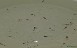 Live Bearers fish for sale: Guppies - Image 4
