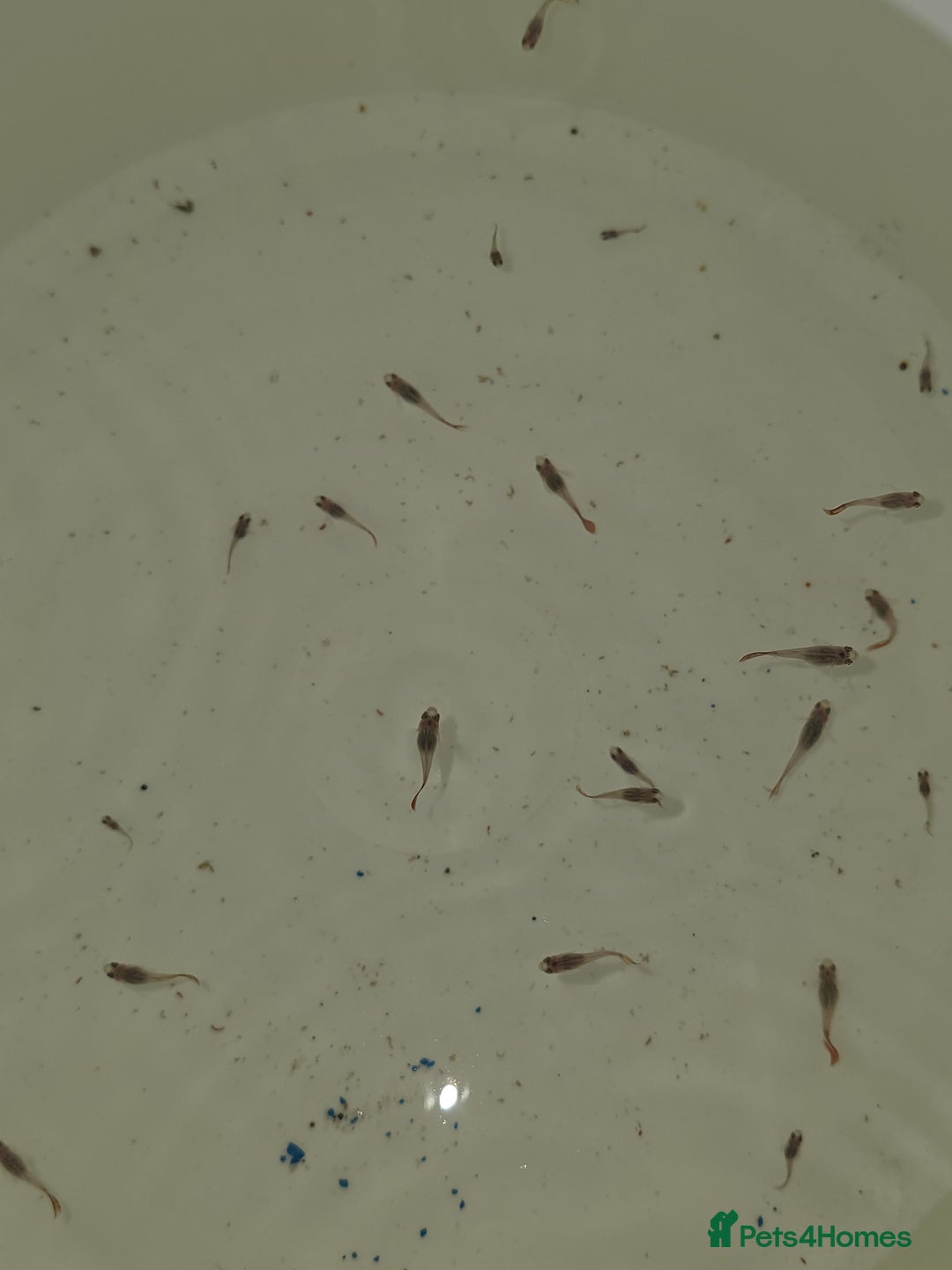 Live Bearers fish for sale: Guppies - Image 4