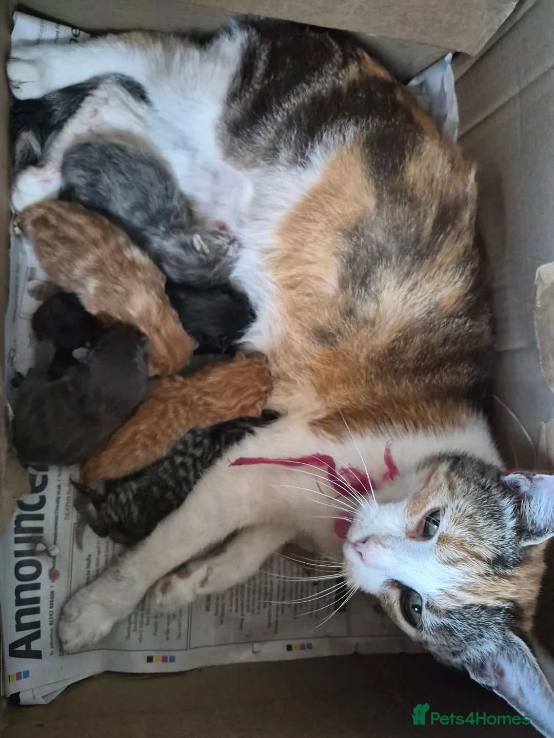 Mixed Breed cats for sale: Pretty and playful kittens ready for forever homes - Advert 17
