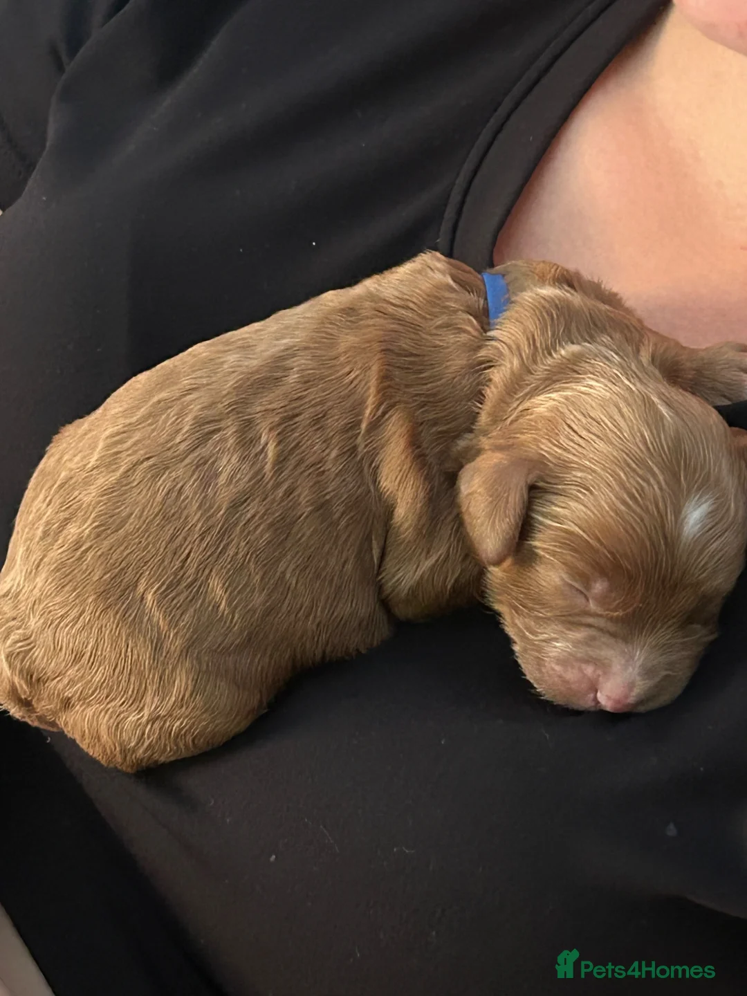 Cavapoo dogs for sale: F1b cavapoo  - Advert 2