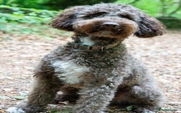 Miniature Poodle dogs for stud: MOYEN POODLE CROSS - IDEAL FOR DOODLE PUPPIES - Advert 3