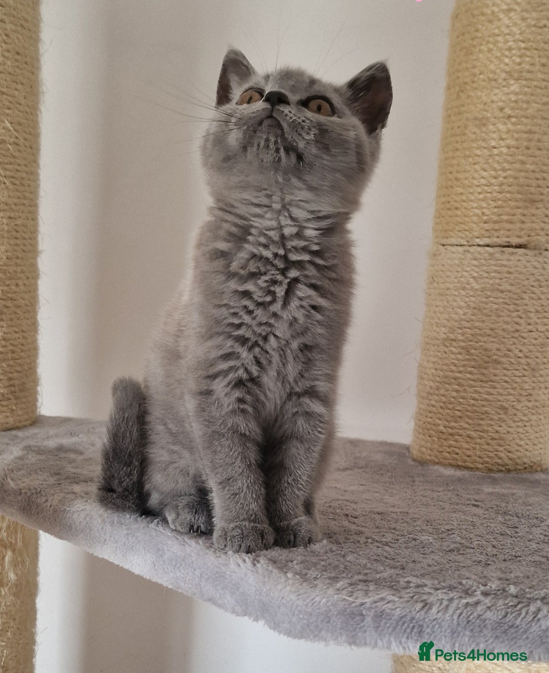 British Shorthair cats for sale: Tica Registered Blue British Shorthair kittens - Image 18