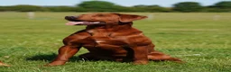 Labrador Retriever dogs for stud: PROVEN DARK RED FULLY HEALTH TESTED LABRADOR STUD - Advert 3
