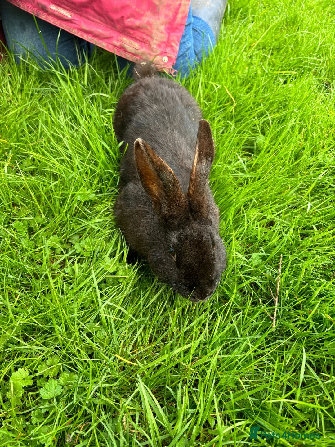 New Zealand rabbits for sale: New Zealand X Harlequin Rabbits- Mixed Litter of 6 - Advert 1