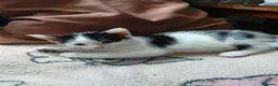 Mixed Breed cats for sale: Beautiful adorable little kitten - Advert 15