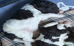 Standard Poodle dogs for stud: Brown & white parti standard poodle  - Image 10
