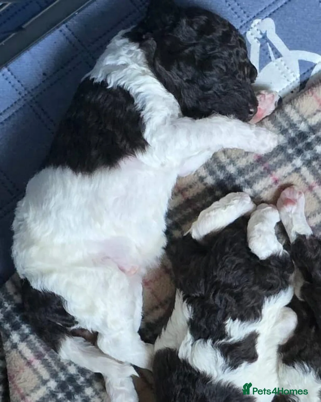 Standard Poodle dogs for stud: Brown & white parti standard poodle  - Advert 10