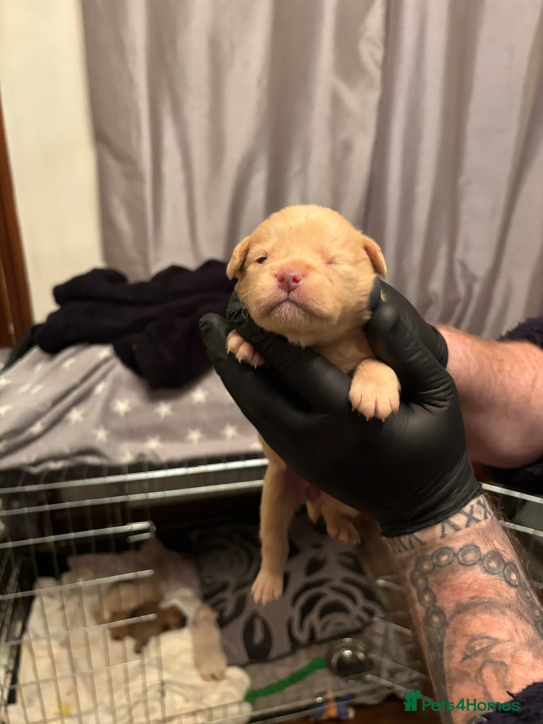 Mixed Breed dogs for sale: Floodles - Advert 13