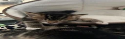 Mixed Breed cats for sale: Beautiful tabby kittens for sale - Advert 10