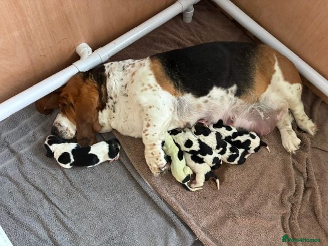 Basset Hound dogs Lady Penelope's Litter of Basset Hound Puppies - Advert 1
