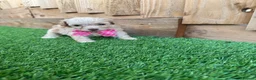 Cockapoo dogs for sale: 🐾 Adorable F1BB Teddy bear toy cockapoos 🐾 - Advert 30