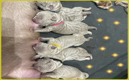 Mastiff dogs for sale: Neapolitan Mix - Image 16