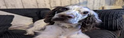 Cocker Spaniel dogs for sale: 2 year old cocker spaniel - Murphy in Ware - Advert 2