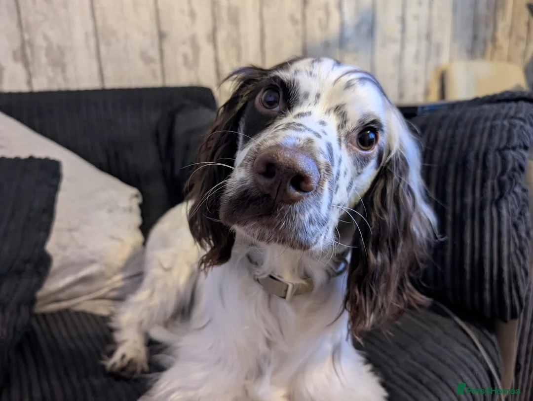 Cocker Spaniel dogs for sale: 2 year old cocker spaniel - Murphy in Ware - Advert 2