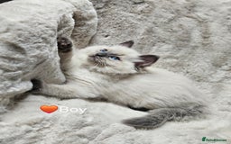 Ragdoll cats for sale: PURE RAGDOLL KITTENS 💜💙💚🤎 - Image 13