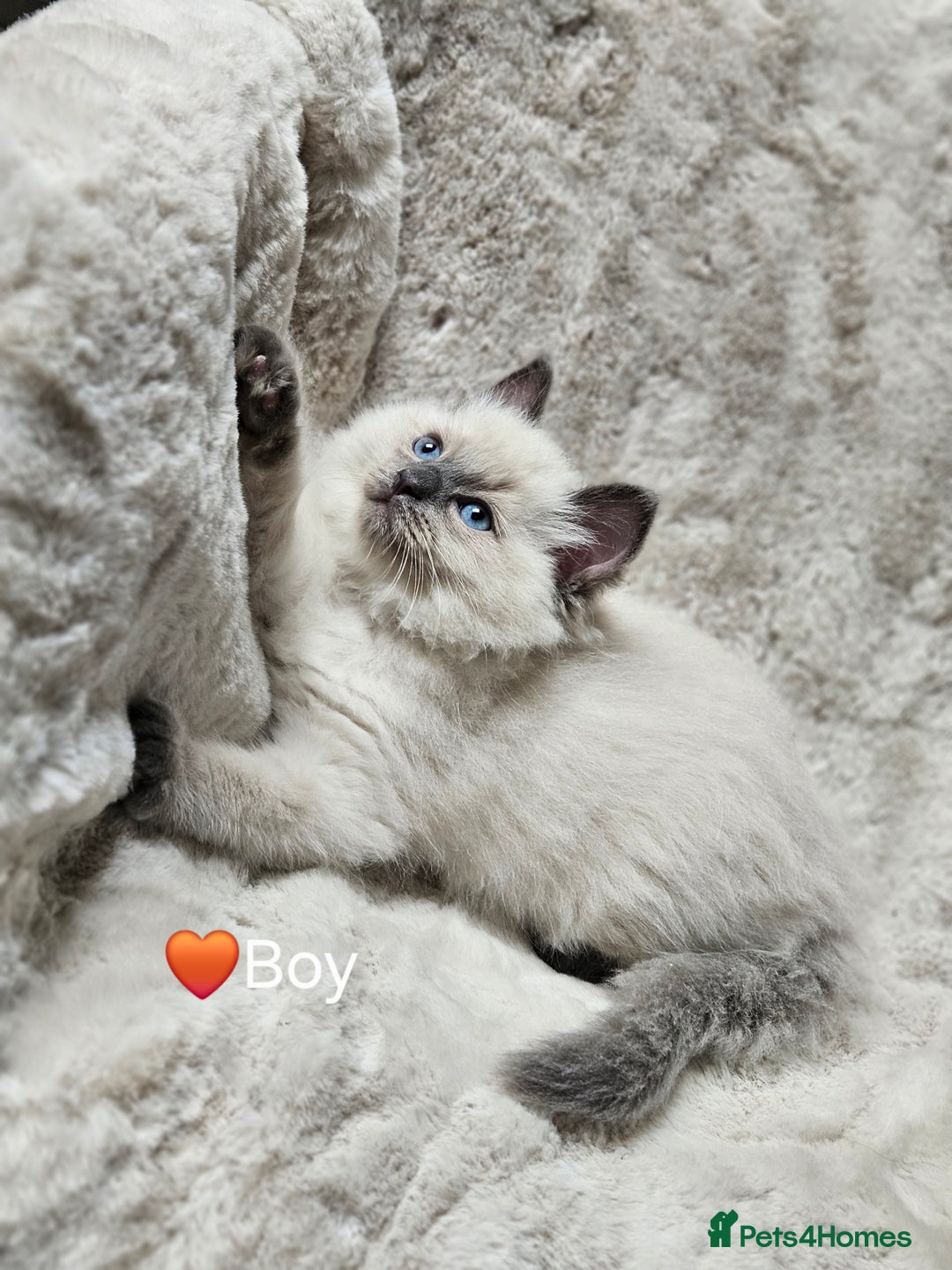 Ragdoll cats for sale: PURE RAGDOLL KITTENS 💜💙💚🤎 - Image 13