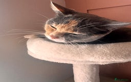 British Shorthair cats for sale: Beautiful cat British blue cross  - Image 3
