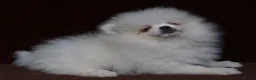 Pomeranian dogs for sale: Pom puppies with Kc reg , pedigree for sale - Advert 20