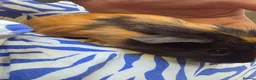 Guinea Pig rodents for sale: Female guinea pigs  - Advert 6