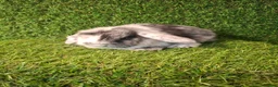 Mini Lop rabbits for sale: MINI LOPS - Advert 6