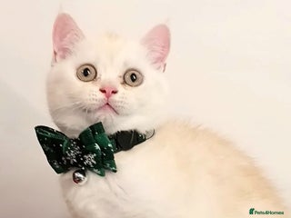 British Shorthair cats Snowflake BSH - Advert 2